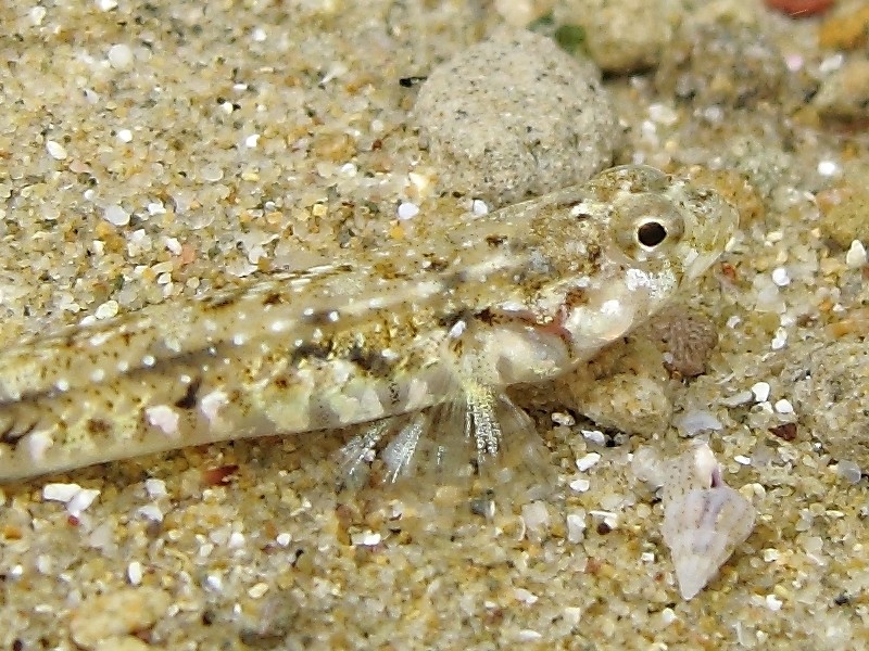 Pomatoschistus bathi
